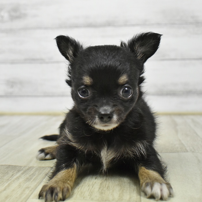 チワワ（ロング）女の子の写真
