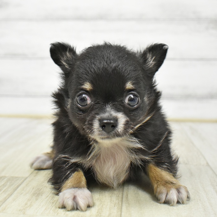 チワワ（ロング）男の子の写真
