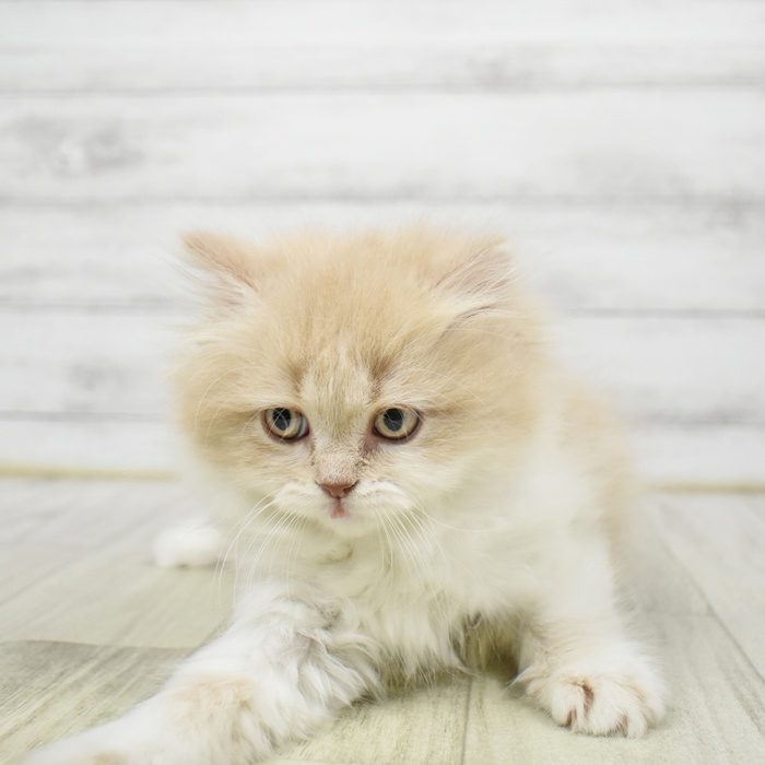 マンチカン女の子の写真