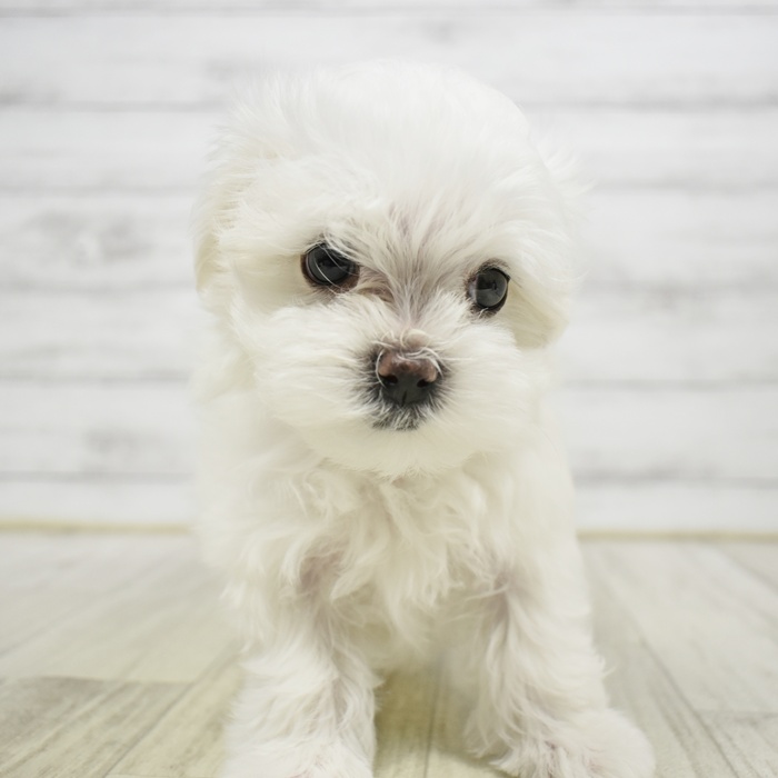 マルチーズ女の子の写真