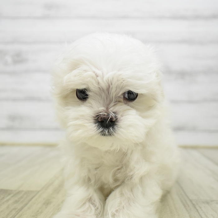 マルチーズ女の子の写真
