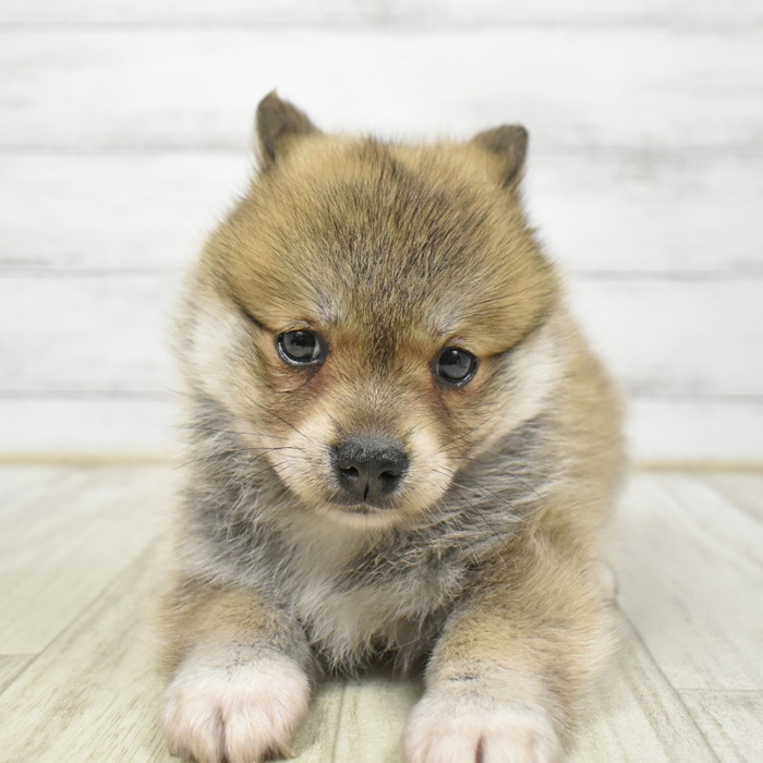 ハーフ犬女の子の写真