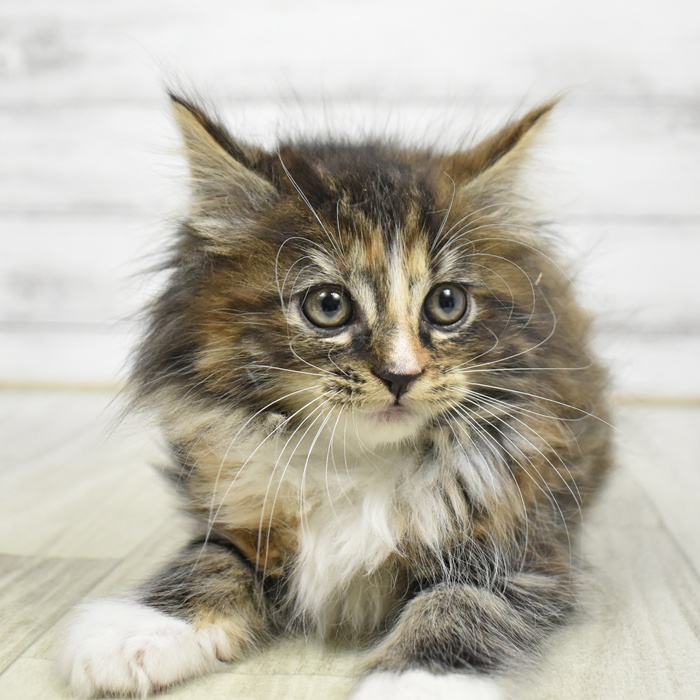 ノルウェージャンフォレストキャット女の子の写真