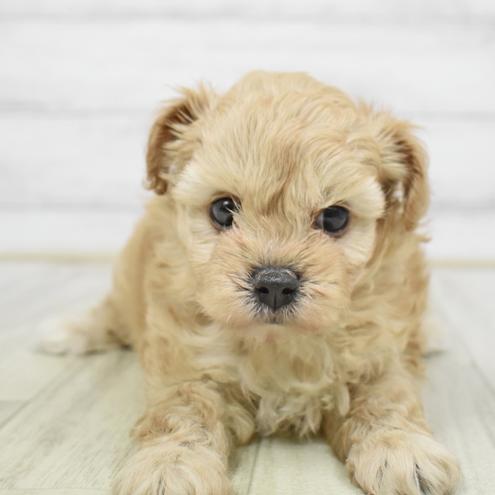 ハーフ犬女の子の写真