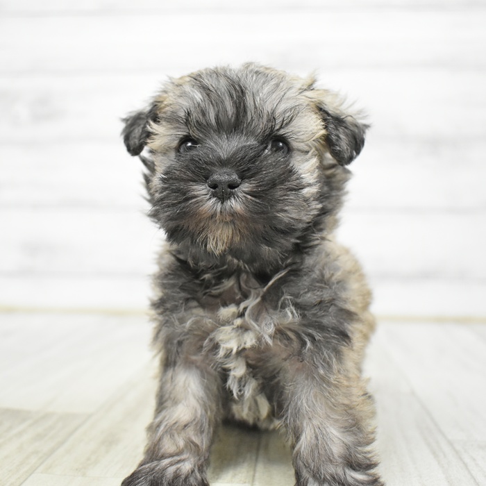 ハーフ犬女の子の写真