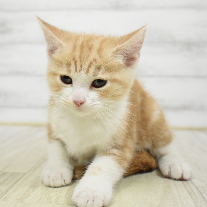 マンチカン男の子の写真