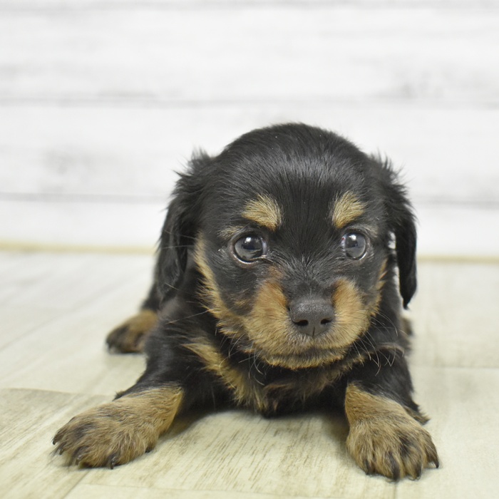 福岡県のチワックス(チワワ×ダックス) (犬の家＆猫の里くりえいと宗像店/2026年3月1日生まれ/男の子/ブラックタン)の子犬