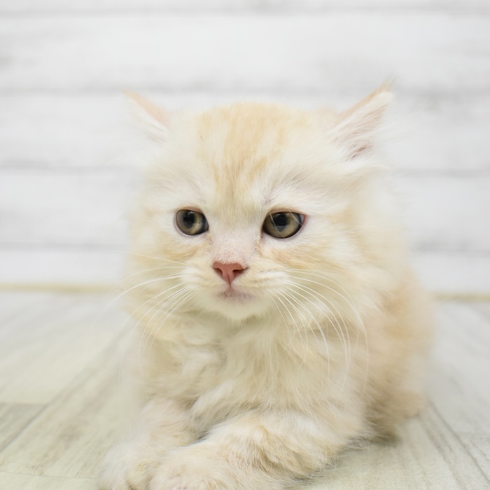 マンチカン男の子の写真