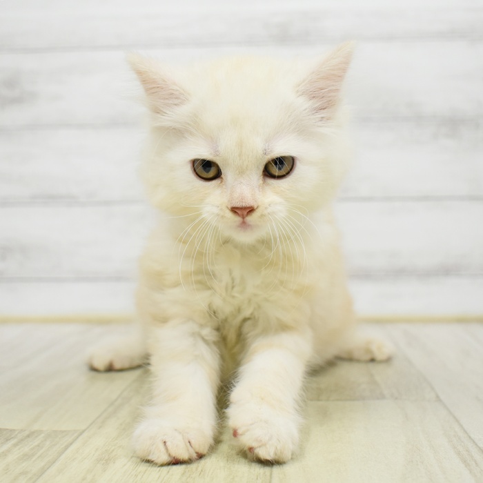 マンチカン女の子の写真