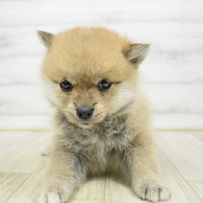 ハーフ犬女の子の写真