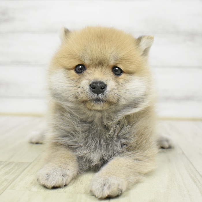 ハーフ犬女の子の写真