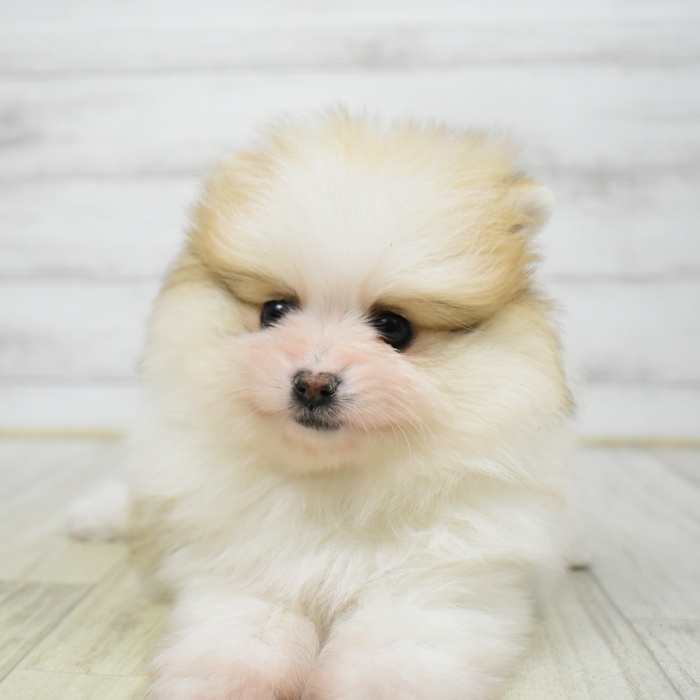 ポメラニアン女の子の写真