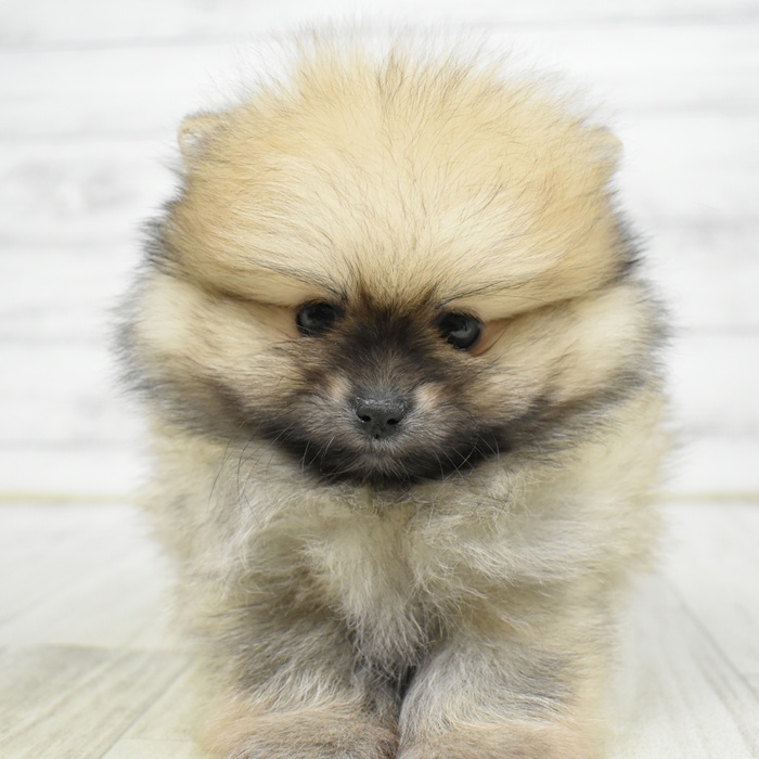 ポメラニアン男の子の写真