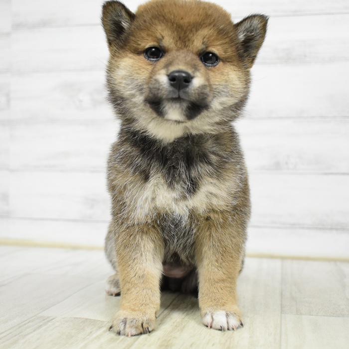 愛知県の豆柴 (犬の家＆猫の里安城店/2026年3月3日生まれ/女の子/赤)の子犬