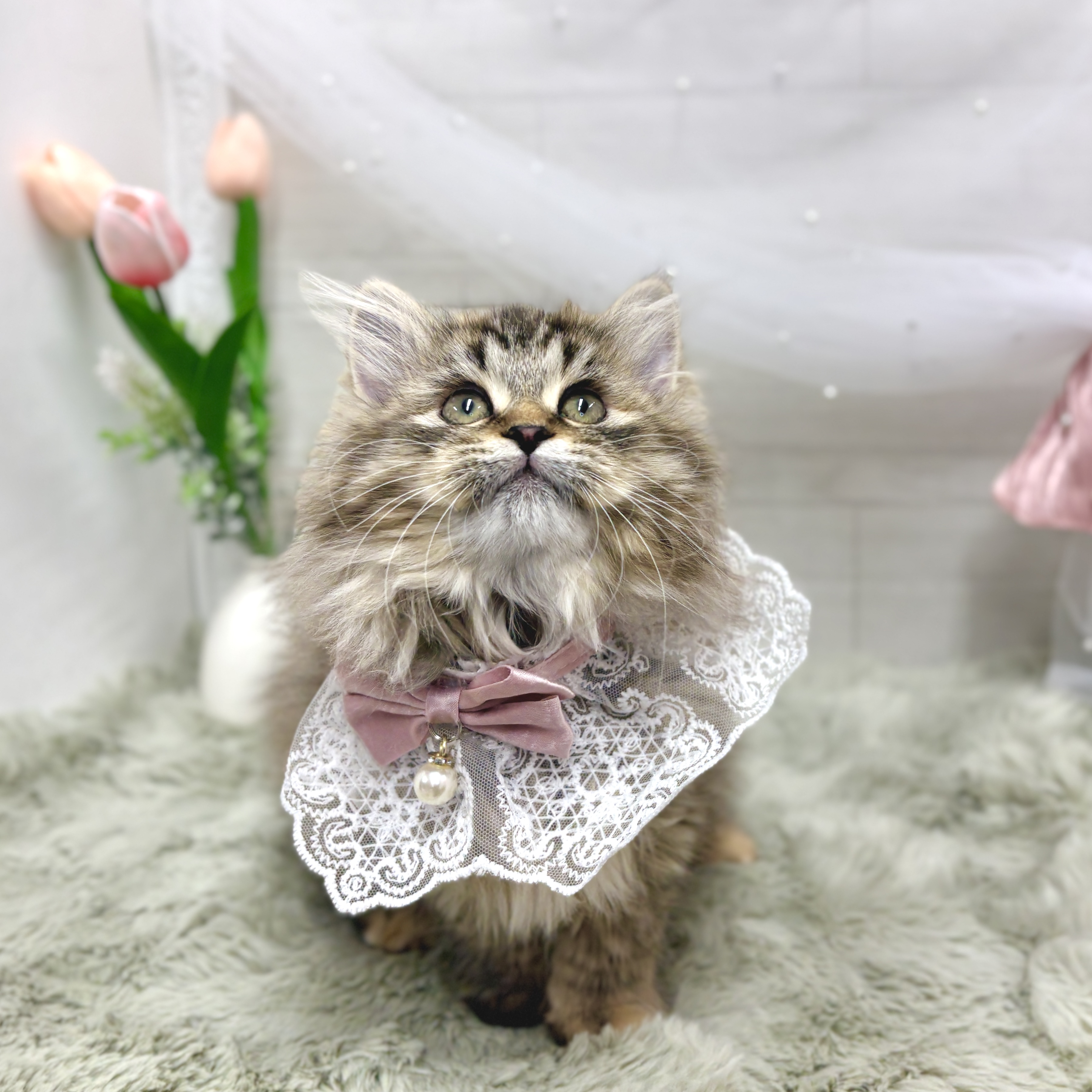 神奈川県のサイベリアン (犬の家＆猫の里相模原店/2026年2月27日生まれ/女の子/ブラウンマッカレルタビー)の子猫の1枚目の画像
