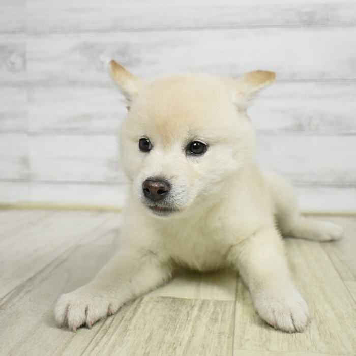 柴犬女の子の写真