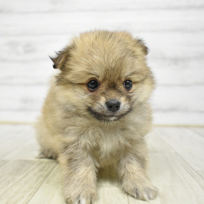 ハーフ犬女の子の写真