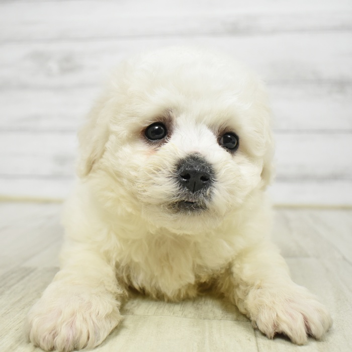 ビションフリーゼ男の子の写真