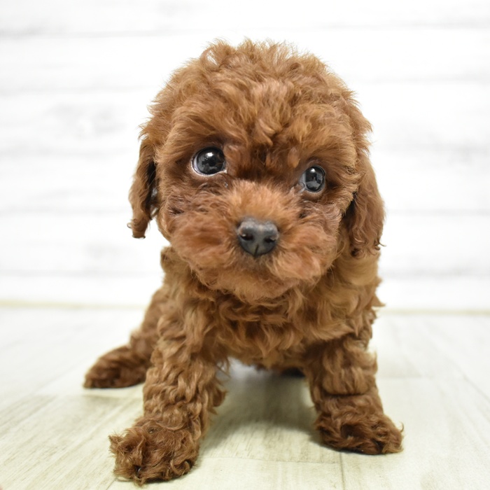 三重県のトイプードル(トイ) (犬の家＆猫の里三重桑名店/2026年3月2日生まれ/女の子/レッド)の子犬