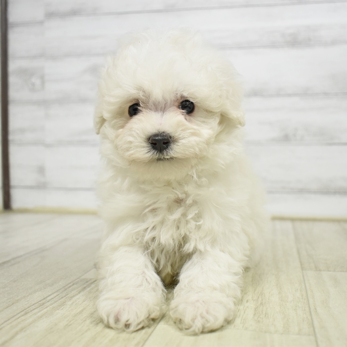 ハーフ犬男の子の写真