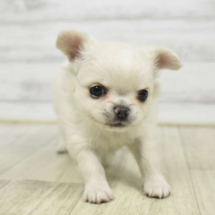 神奈川県のチワワ(ロング) (犬の家＆猫の里元住吉ブレーメン通り店/2026年3月2日生まれ/女の子/クリーム)の子犬