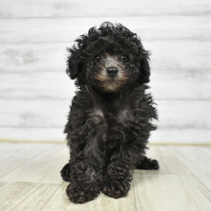 トイプードル女の子の写真