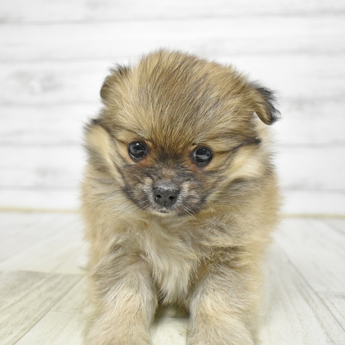 ハーフ犬男の子の写真