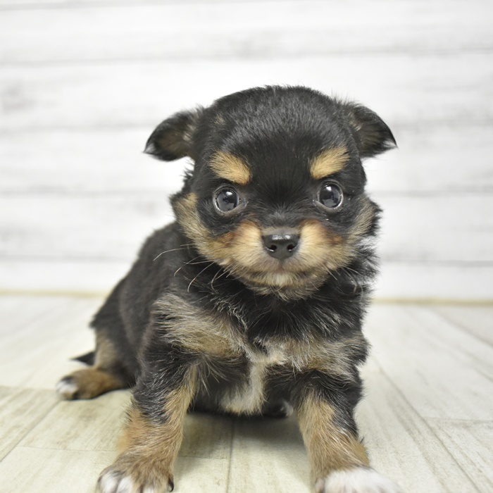 チワワ（ロング）男の子の写真