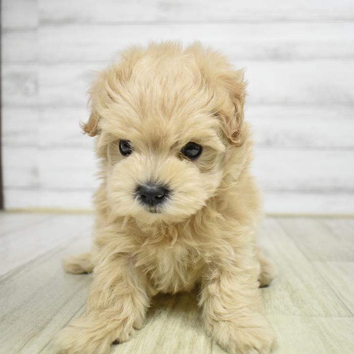 ハーフ犬女の子の写真