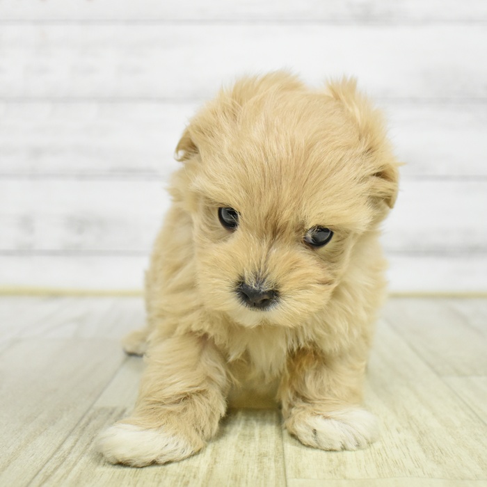 ハーフ犬女の子の写真