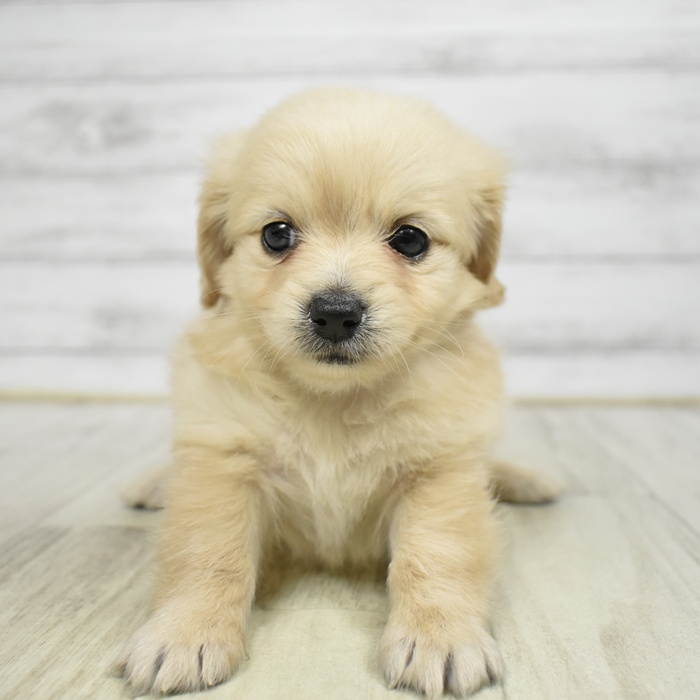 ハーフ犬女の子の写真