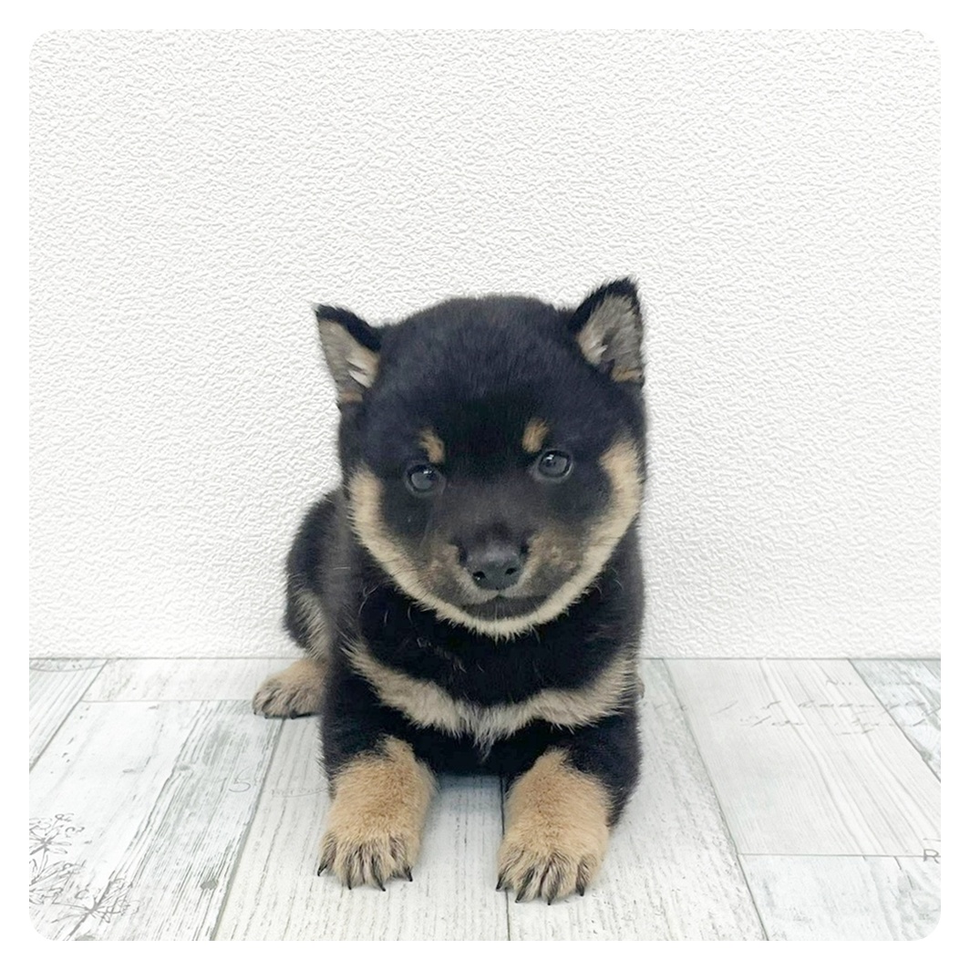 福岡県の豆柴 (犬の家＆猫の里トリアス久山店/2026年3月2日生まれ/男の子/黒)の子犬の2枚目の画像