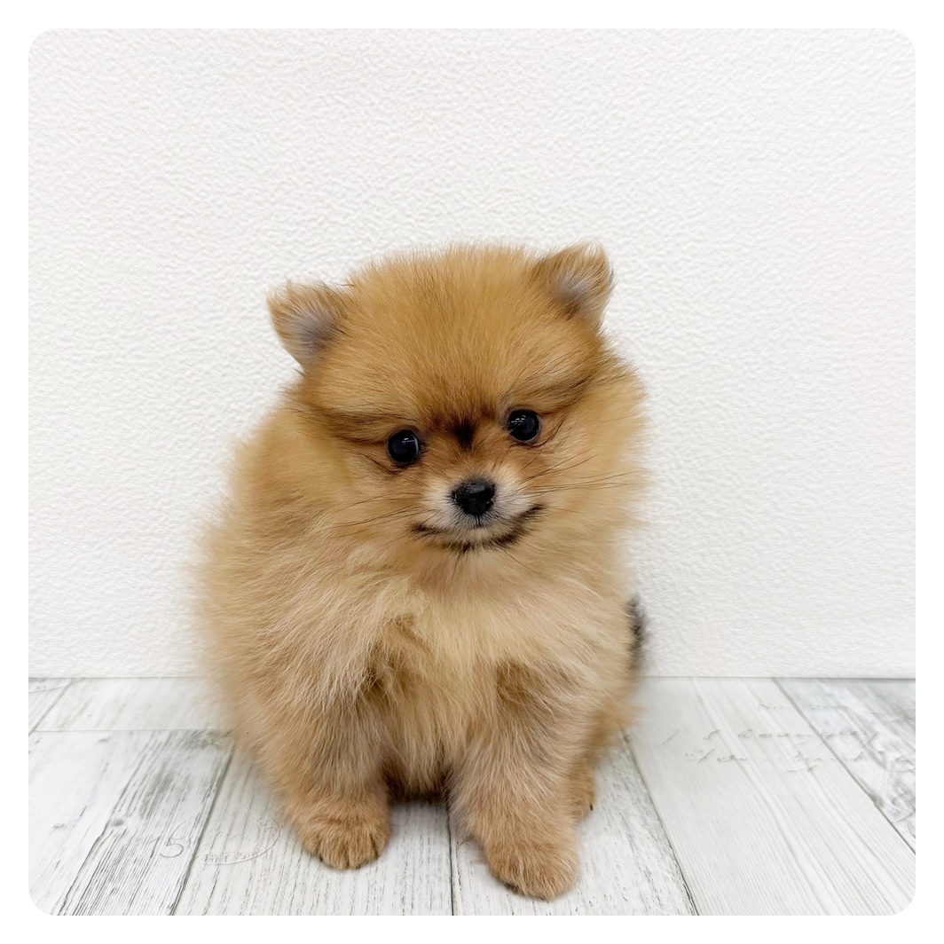 福岡県のポメラニアン (犬の家＆猫の里トリアス久山店/2026年3月2日生まれ/女の子/オレンジ)の子犬の3枚目の画像