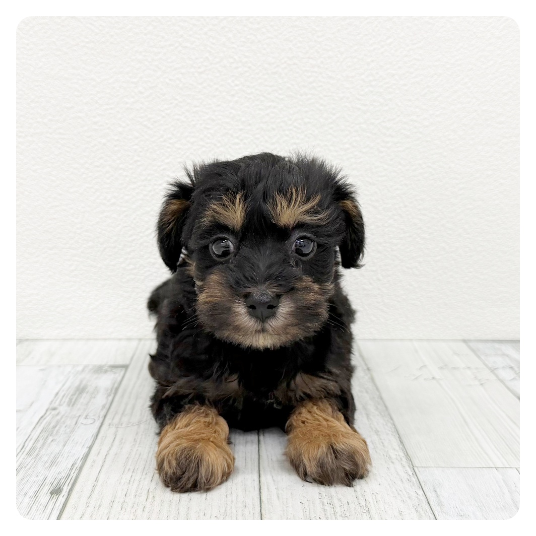 ハーフ犬女の子の写真