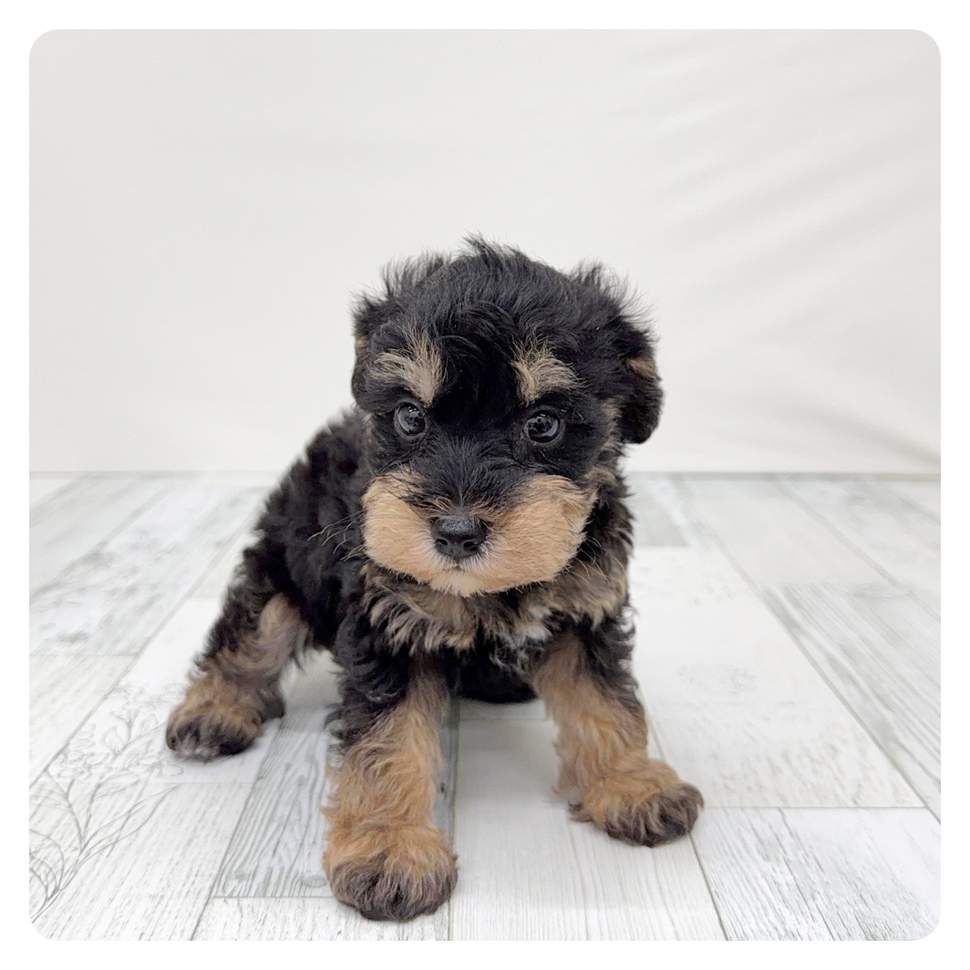 ハーフ犬男の子の写真