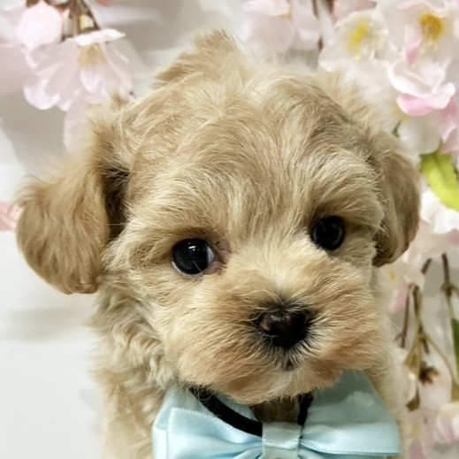 ハーフ犬女の子の写真