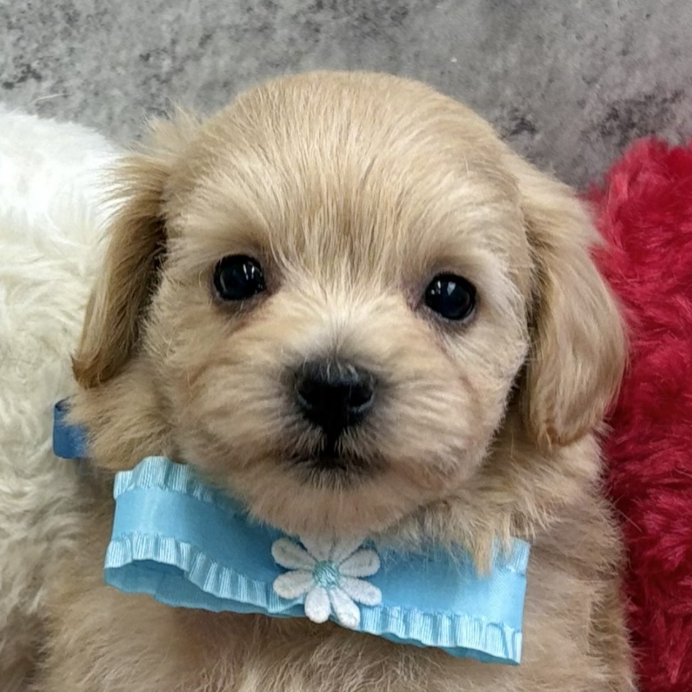 ハーフ犬男の子の写真