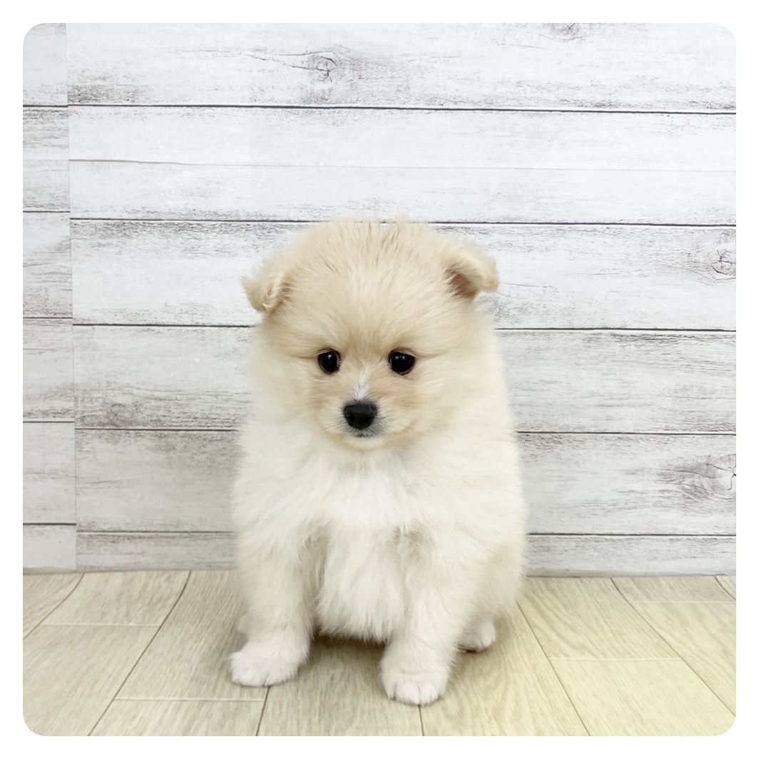 ハーフ犬女の子の写真