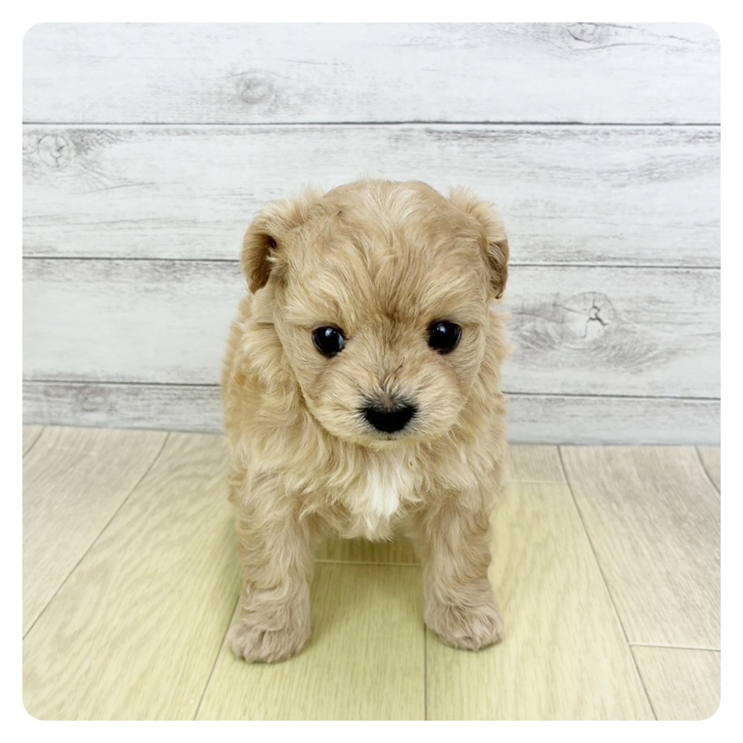 兵庫県のチワプー/プーチー(チワワ×プードル) (犬の家＆猫の里川西店/2026年3月5日生まれ/女の子/アプリコット)の子犬の2枚目の画像