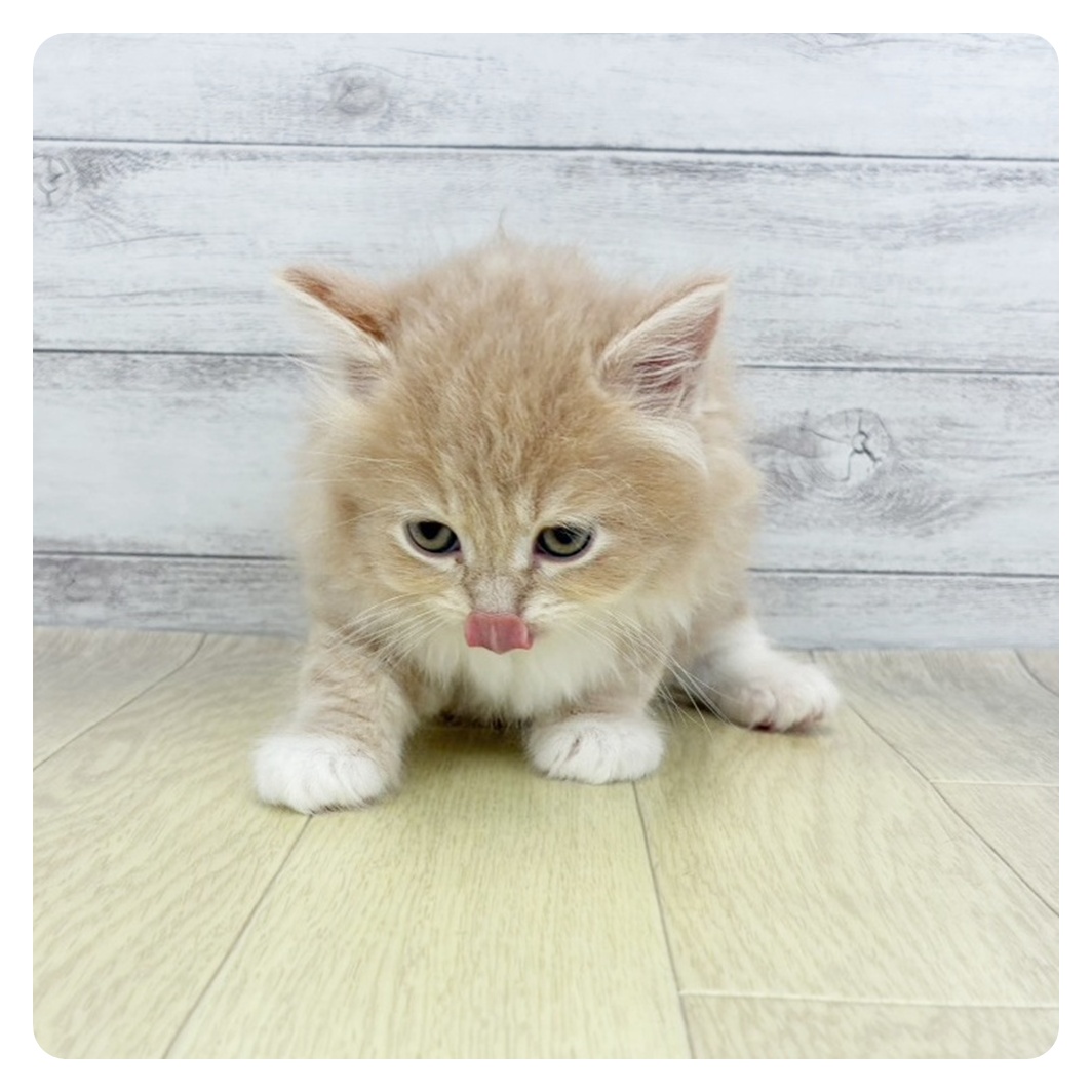 大阪府のサイベリアン (犬の家＆猫の里もりのみやキューズモールBASE店/2026年3月3日生まれ/男の子/クリームタビーホワイト)の子猫の2枚目の画像