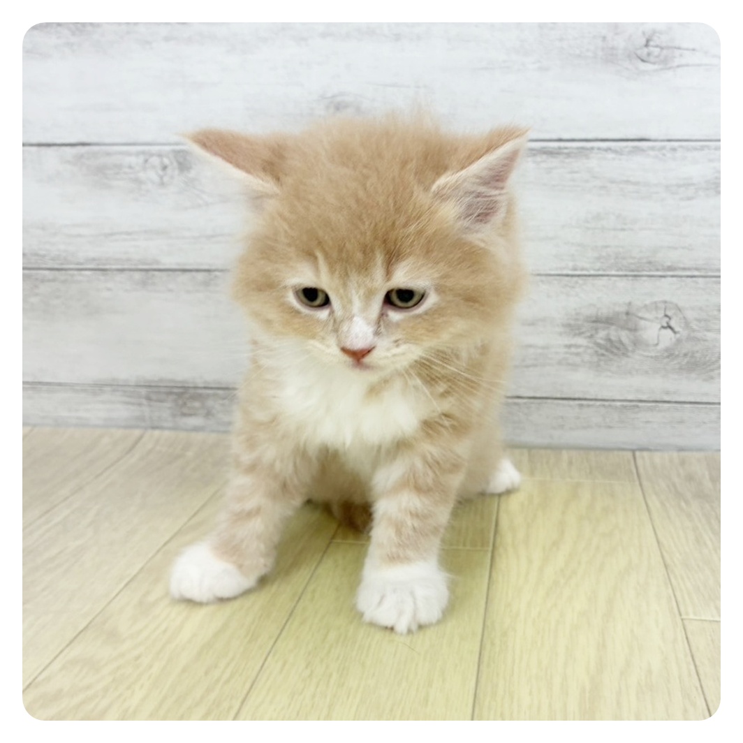 大阪府のサイベリアン (犬の家＆猫の里そよら東岸和田店/2026年3月3日生まれ/男の子/クリームタビーホワイト)の子猫