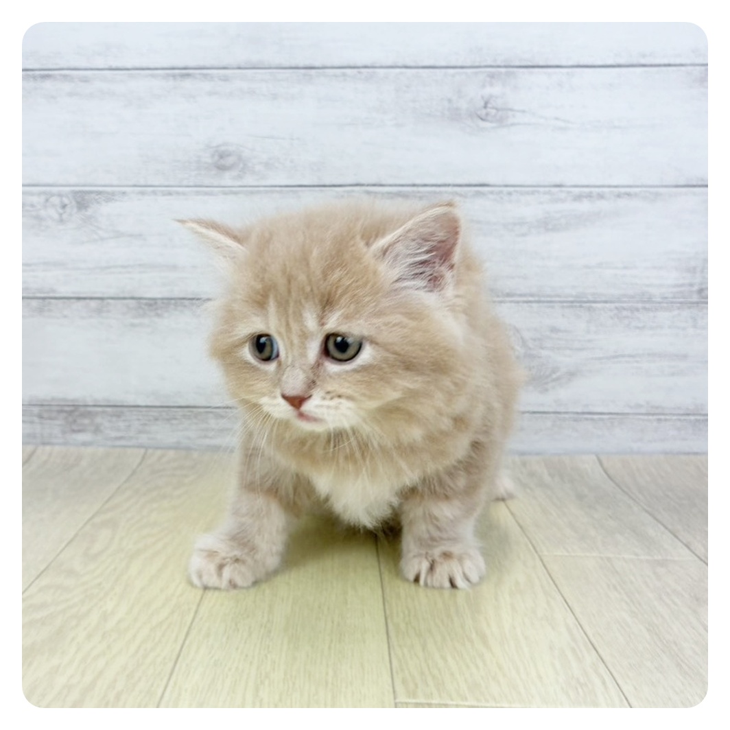 兵庫県のサイベリアン (犬の家＆猫の里神戸店/2026年3月3日生まれ/男の子/クリームタビー)の子猫