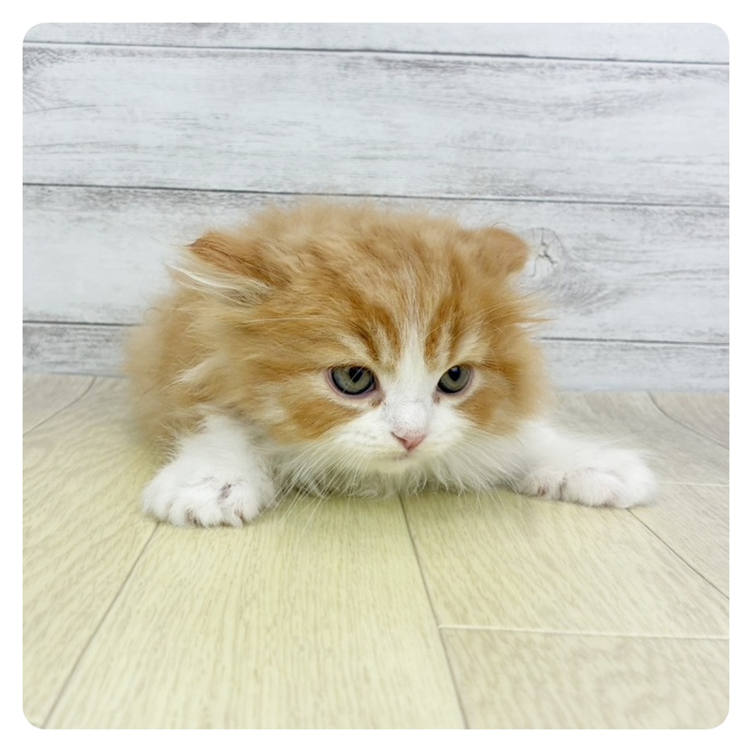 愛知県のスコティッシュフォールド (犬の家＆猫の里岡崎店/2026年3月4日生まれ/女の子/レッドタビーホワイト)の子猫の4枚目の画像
