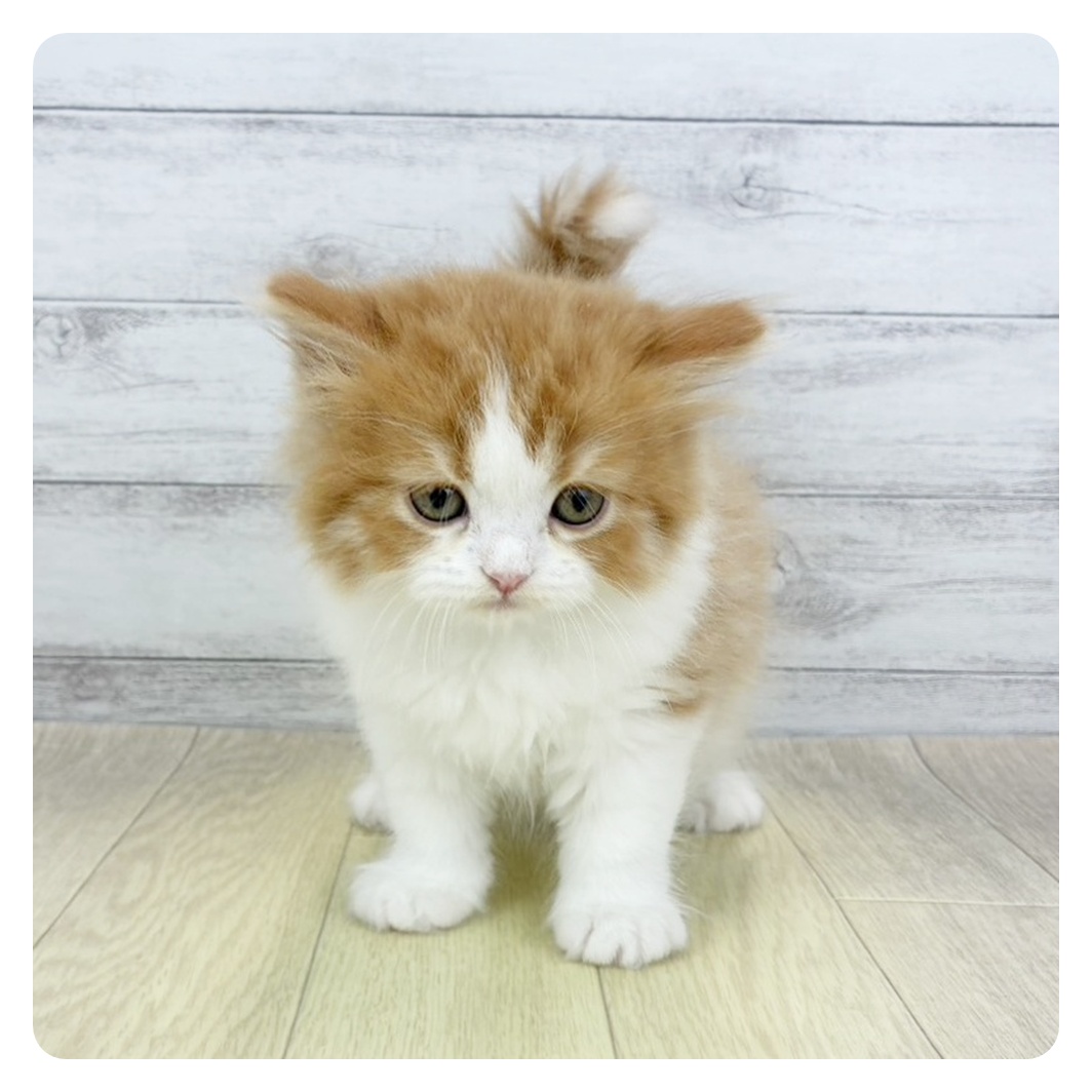 愛知県のスコティッシュフォールド (犬の家＆猫の里春日井本店/2026年3月4日生まれ/男の子/レッドタビーホワイト)の子猫