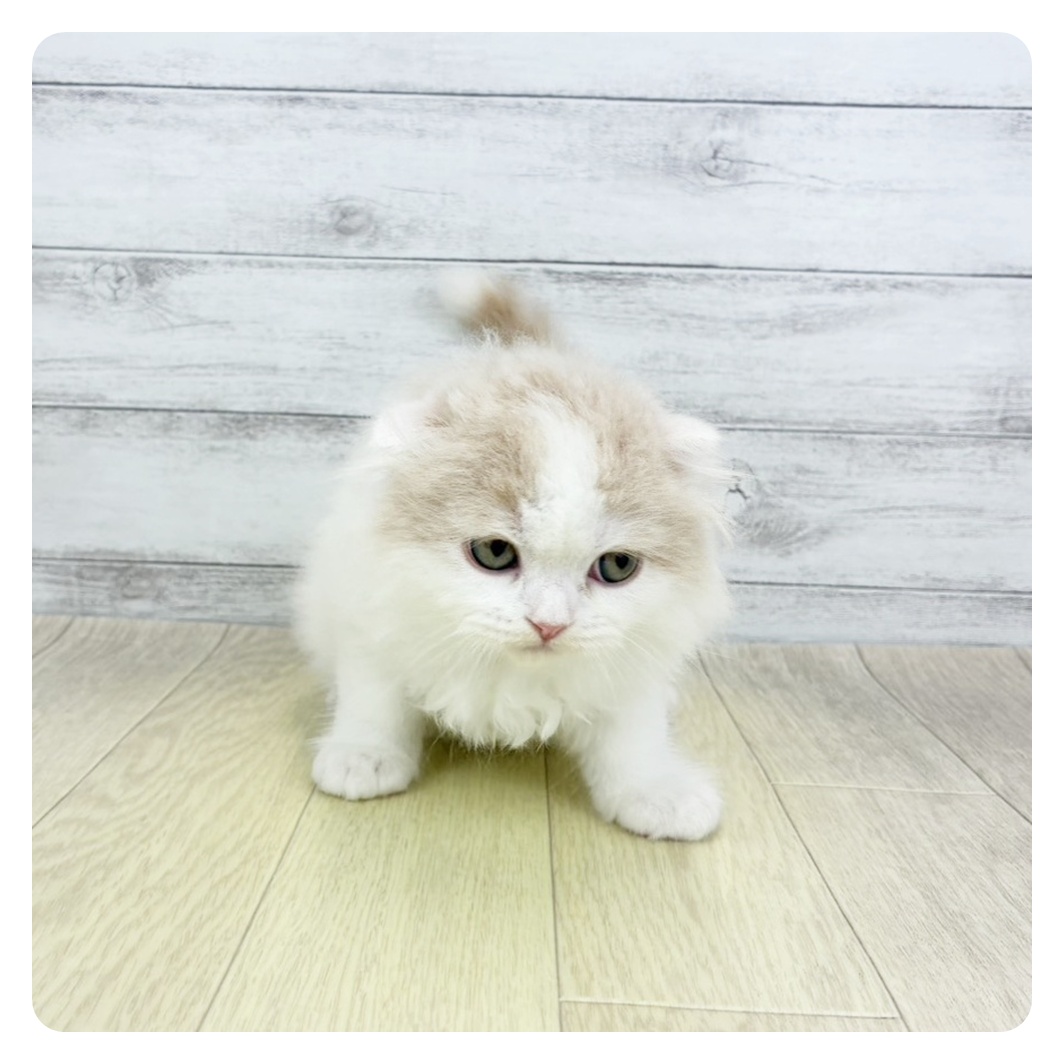 愛知県のスコティッシュフォールド (犬の家＆猫の里アミーゴ神の倉店/2026年3月4日生まれ/男の子/クリームタビーホワイト)の子猫