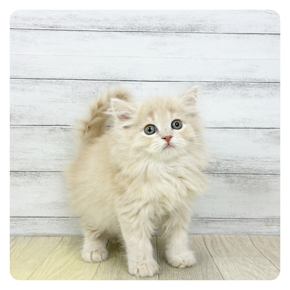愛知県のミヌエット (犬の家＆猫の里豊川インター店/2026年2月24日生まれ/男の子/クリームタビー)の子猫の2枚目の画像
