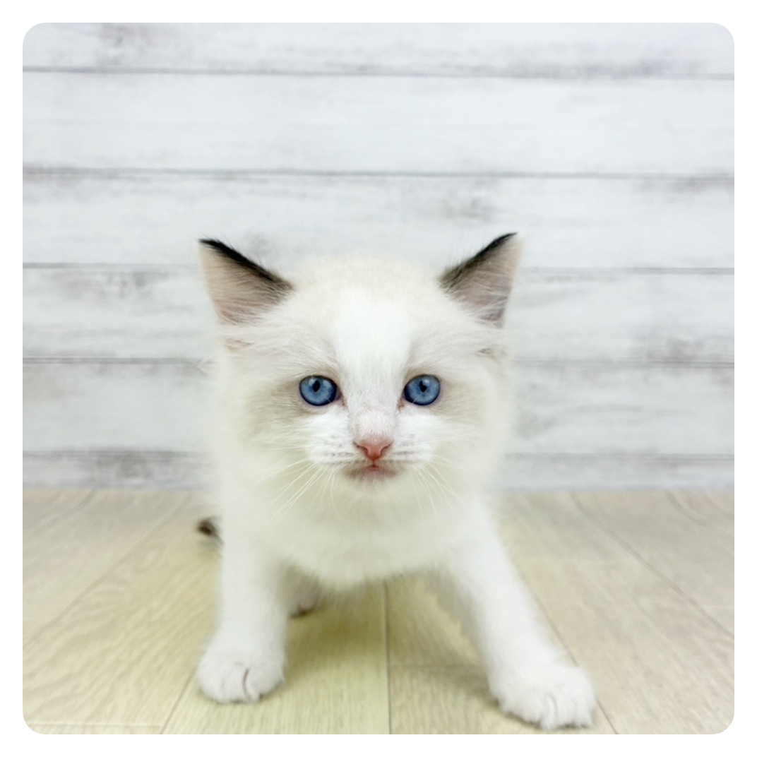愛知県のラグドール (犬の家＆猫の里春日井本店/2026年3月7日生まれ/女の子/シールポイントバイカラー)の子猫