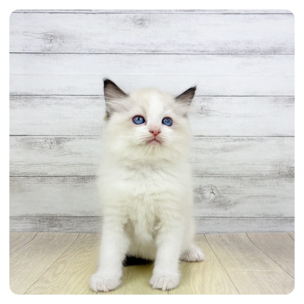 愛知県のラグドール (犬の家＆猫の里春日井本店/2026年3月7日生まれ/男の子/シールポイントバイカラー)の子猫