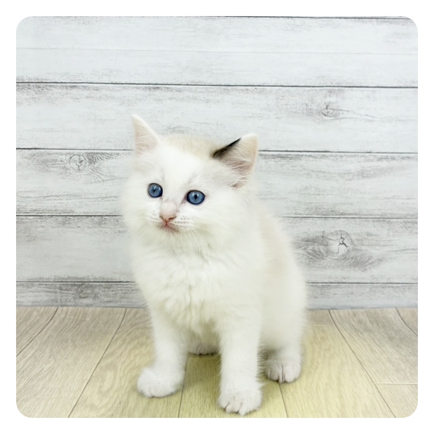 愛知県のラグドール (犬の家＆猫の里春日井本店/2026年3月7日生まれ/女の子/シールポイントバイカラー)の子猫