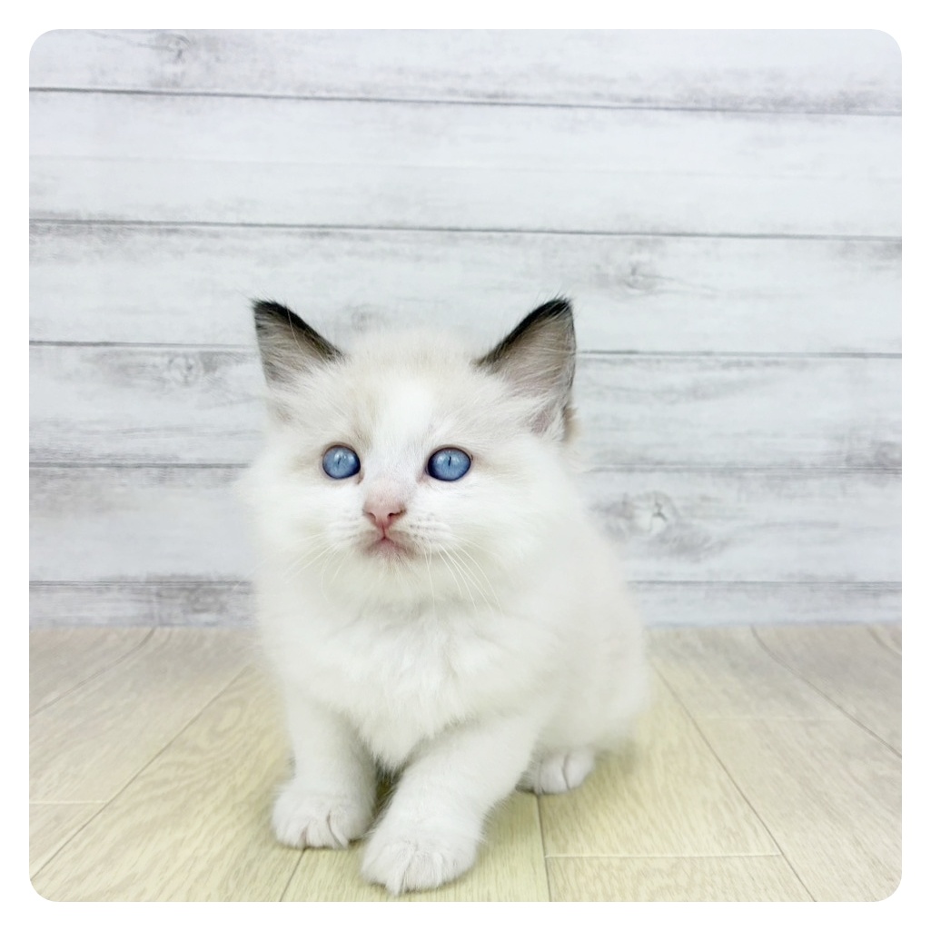 愛知県のラグドール (犬の家＆猫の里春日井本店/2026年3月7日生まれ/男の子/シールポイントバイカラー)の子猫